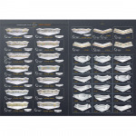 Classic Cornices Corners (คิ้วบัว) - บริษัท ริชไวส ซีลิ้ง สเปเชียลริช (ไทยแลนด์) จำกัด