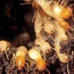 Racha Pest Control (Thailand) Co Ltd