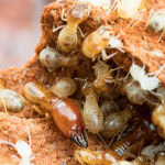 Racha Pest Control (Thailand) Co Ltd