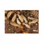 New Comer Service Co Ltd