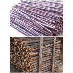 ยูคา แพร่ ภัณฑ์