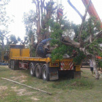 Vacharamangmee Transport LP