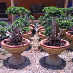 จำหน่ายไม้ดัด - ไร่หญ้าตะวันรุ่ง