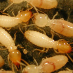 บริษัทกำจัดปลวก แพร่ - พีเคกรุ๊ป กำจัดปลวกแพร่