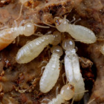 กำจัดปลวก แพร่ - พีเคกรุ๊ป กำจัดปลวกแพร่