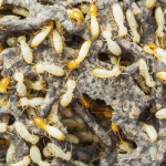 วางท่อกำจัดปลวก แพร่ - พีเคกรุ๊ป กำจัดปลวกแพร่