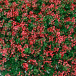 บริษัท ที วาย ซอง จำกัด