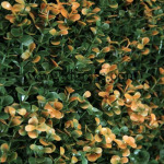 บริษัท ที วาย ซอง จำกัด