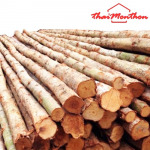 ไม้ยูคาสามพราน - บริษัท ไทยมณฑล โฮมมาร์ท จำกัด