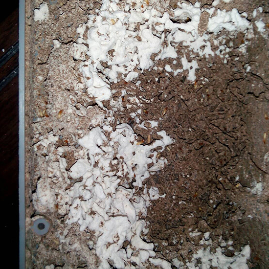 รับกำจัดปลวกพัทยา รับกำจัดปลวก 