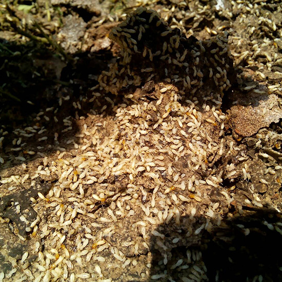 บริษัทกำจัดปลวกชลบุรี บริษัทกำจัดปลวก 