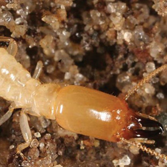 ฉีดกำจัดปลวก แพร่ ฉีดกำจัดปลวก แพร่ 